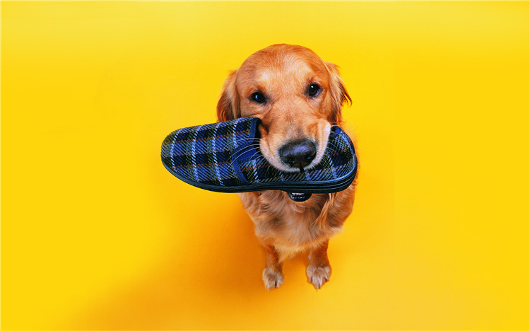 小狗狗穿鞋子好还是不好,狗狗需要穿尿不湿吗