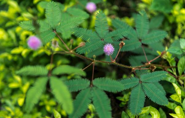 含羞草能过冬吗明年还能发芽吗,含羞草开花后会死吗