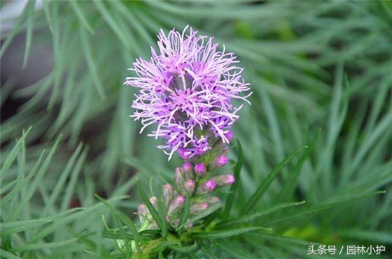 10种超美的紫红色花,十种最漂亮的深紫色花