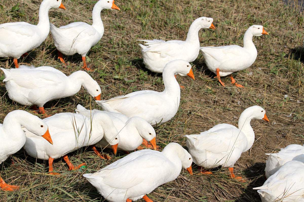 鸡防黄鼠狼最简单的方法,鸡为什么害怕黄鼠狼