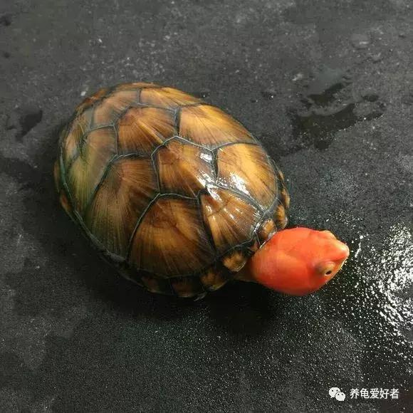 龟突然死亡是怎么回事,龟突然死了