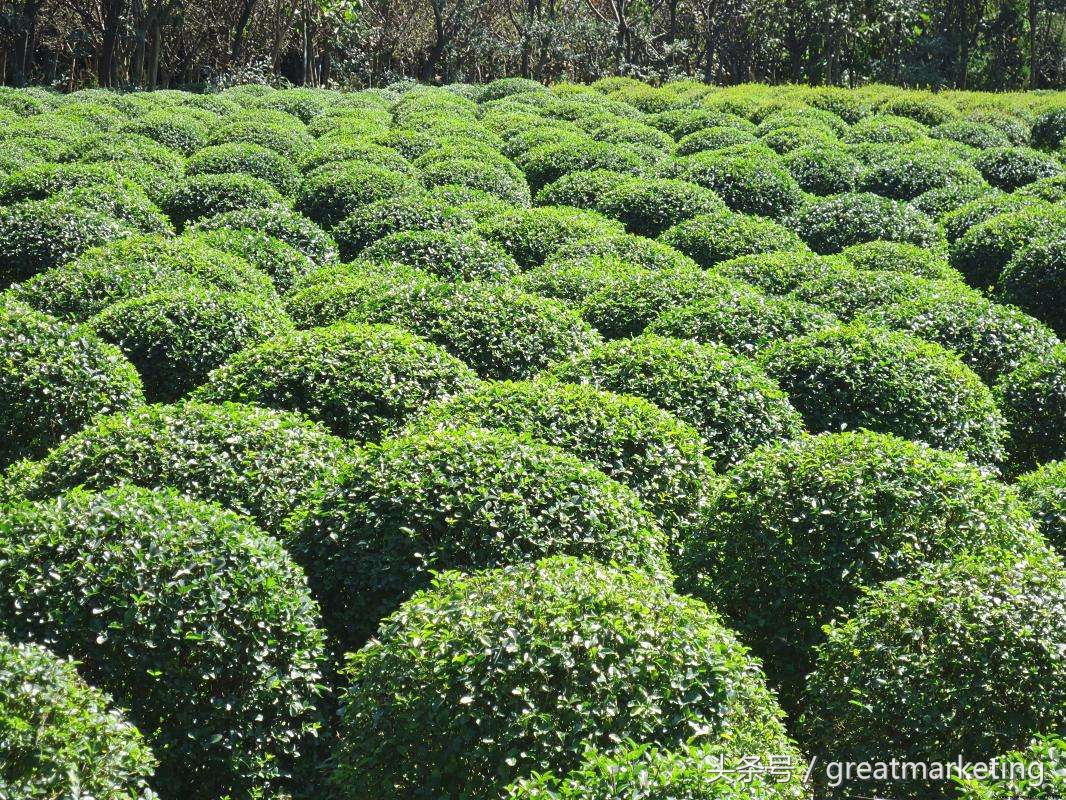 病毒传播真实事件,病毒传播行为