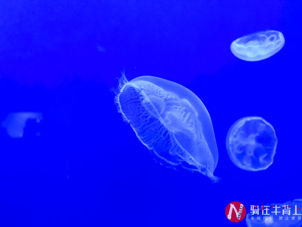 浙江性价比最高的海洋馆,高德免费预约台州海洋馆门票