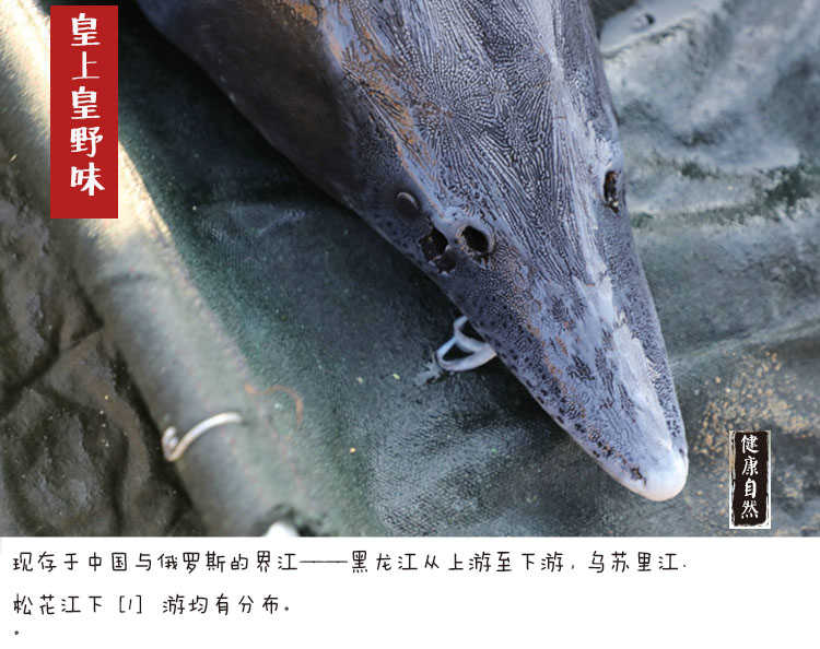 黑龙江鲟鳇鱼一般多少斤,中华鲟鳇鱼啥价