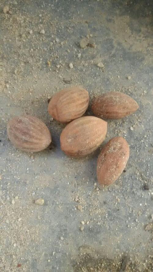 中草药榧子产自于哪里,木榧与香榧的区别