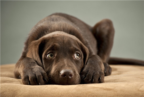 狗狗状态正常但是打喷嚏流鼻涕,狗狗频繁打喷嚏流鼻涕怎么解决