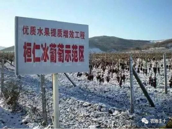 他用一块地做火2个产业，在冰葡萄田里把黑豆卖出4000万