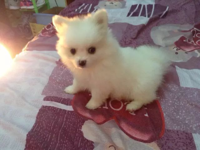 选购博美犬的3点基本常识,博美犬的基本知识