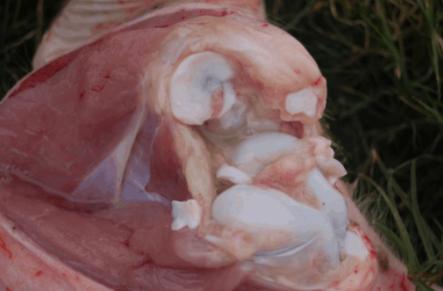 猪场仔猪突然无法站立,高烧不退,解刨图奉上希望大家指导一下!