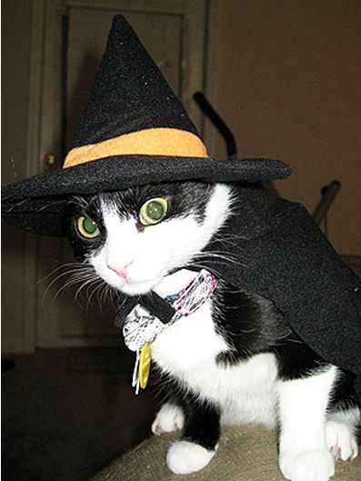 不给糖就捣蛋跟万圣节的关系,光遇万圣节快乐不给糖就捣蛋