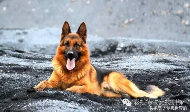 全球公认10大军犬排行榜,世界上最勇敢的七大军犬
