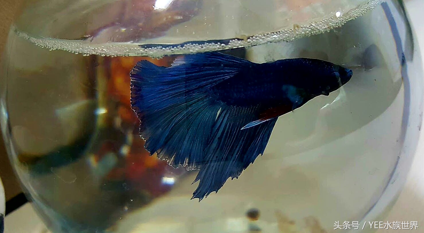 硝化系统崩溃如何正确换水,鱼缸硝化系统崩溃了怎么快速恢复