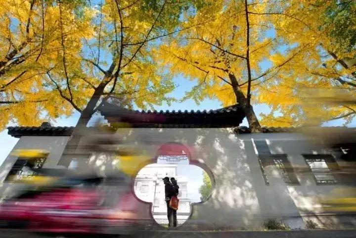 苏州上方山银杏景点,苏州银杏树拍照打卡攻略