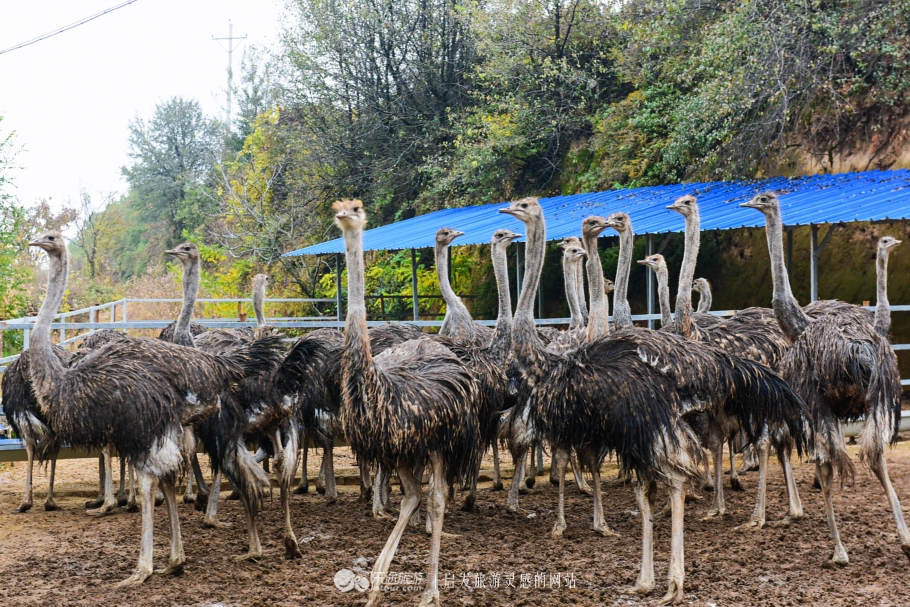 天下黄土第一塬甘肃庆阳,地球上黄土最厚的地方