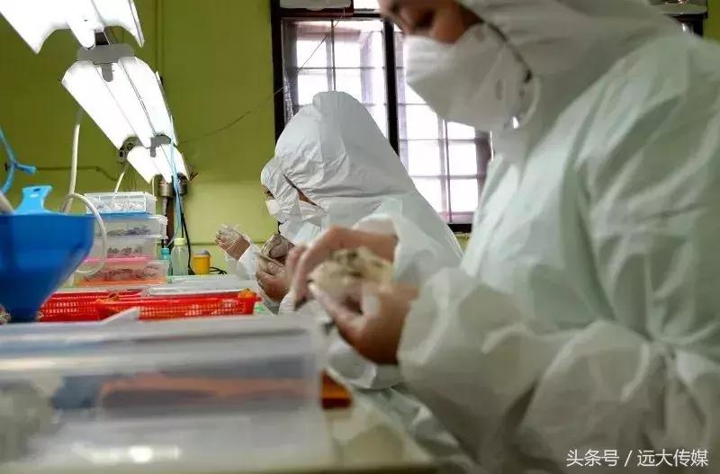 喜窝食品,喜窝窝燕窝