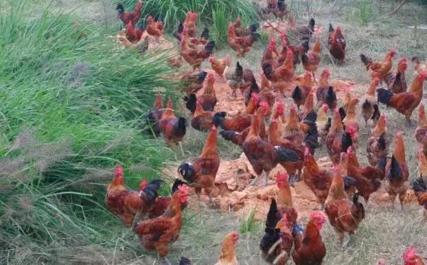 散养土鸡公母比例多少合适,散养土鸡公母搭配