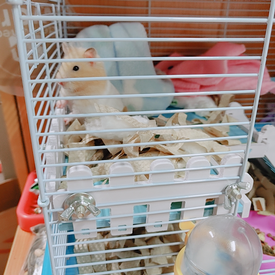 金丝熊喂养的正确方法,金丝熊喂养指南