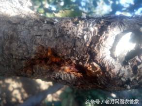 串皮虫是什么,串皮虫用什么消灭最快