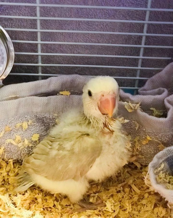 新手养的鹦鹉各优缺点,养鹦鹉少走30年弯路