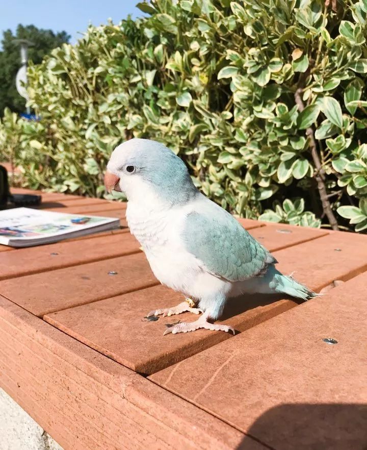 养鹦鹉少走30年弯路,新手养的鹦鹉各优缺点