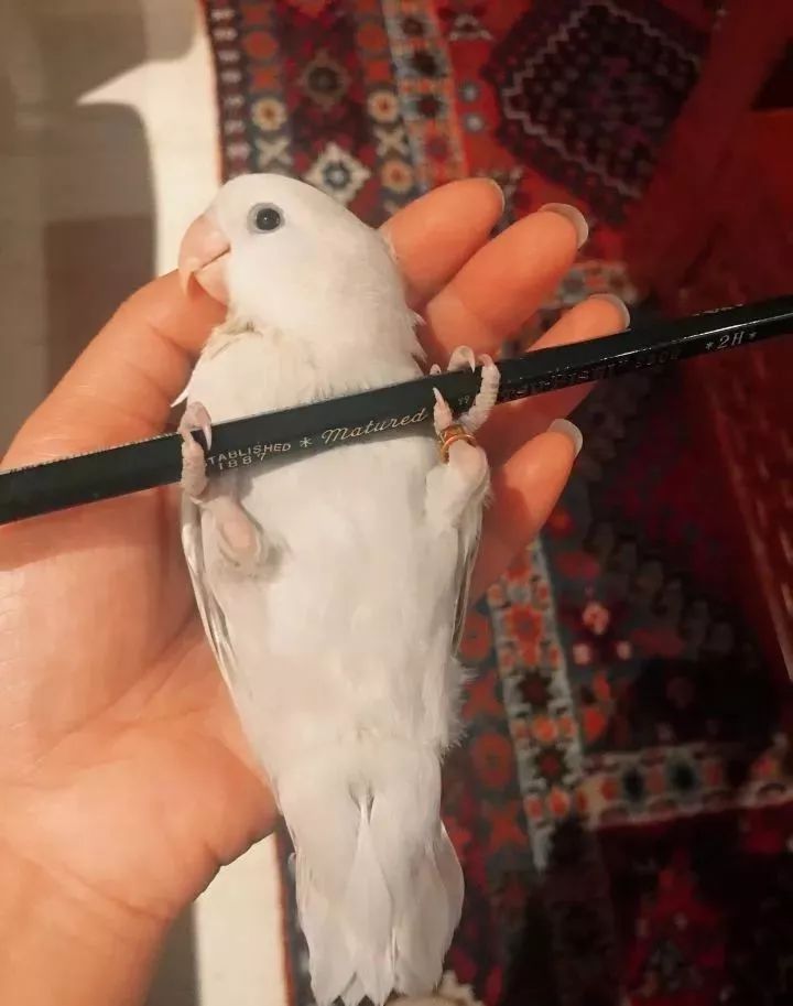 新手养的鹦鹉各优缺点,养鹦鹉少走30年弯路