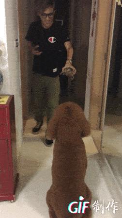 怎么把小泰迪养成巨型泰迪呢,迷你小泰迪怎么长不胖