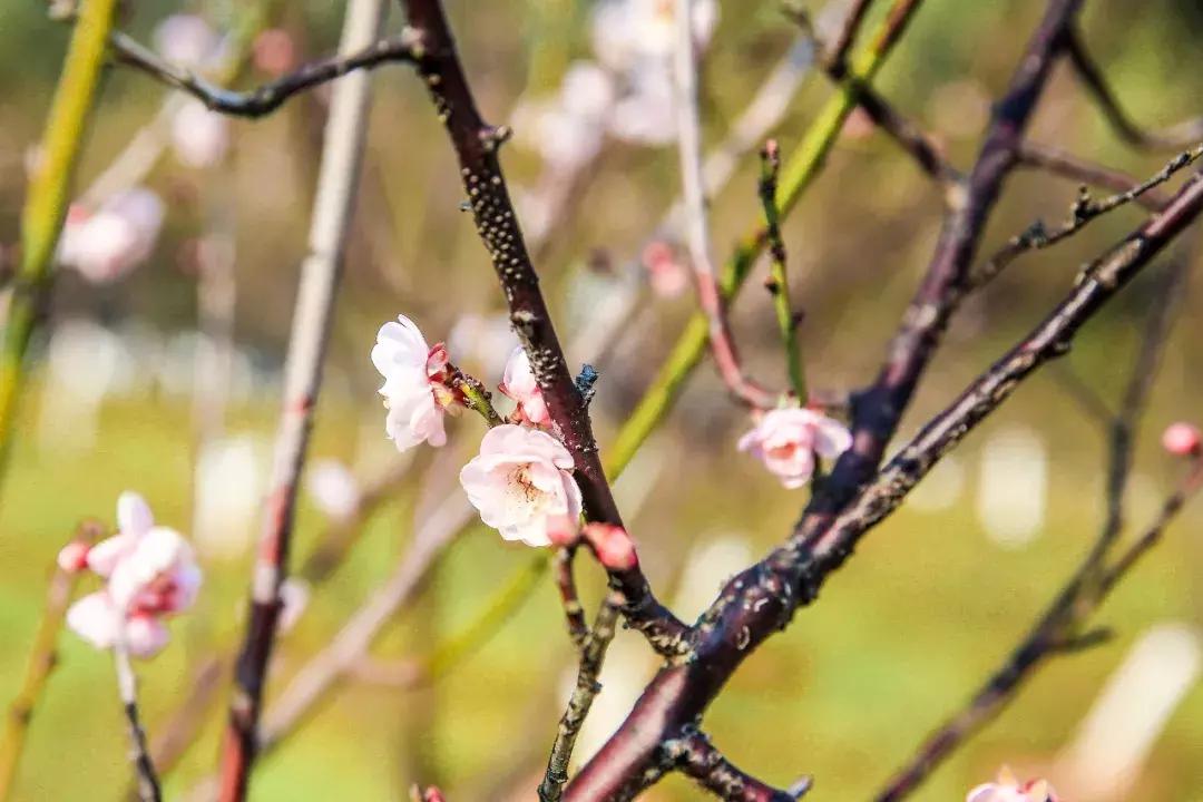向世界推介深圳,深圳向世界发出邀请