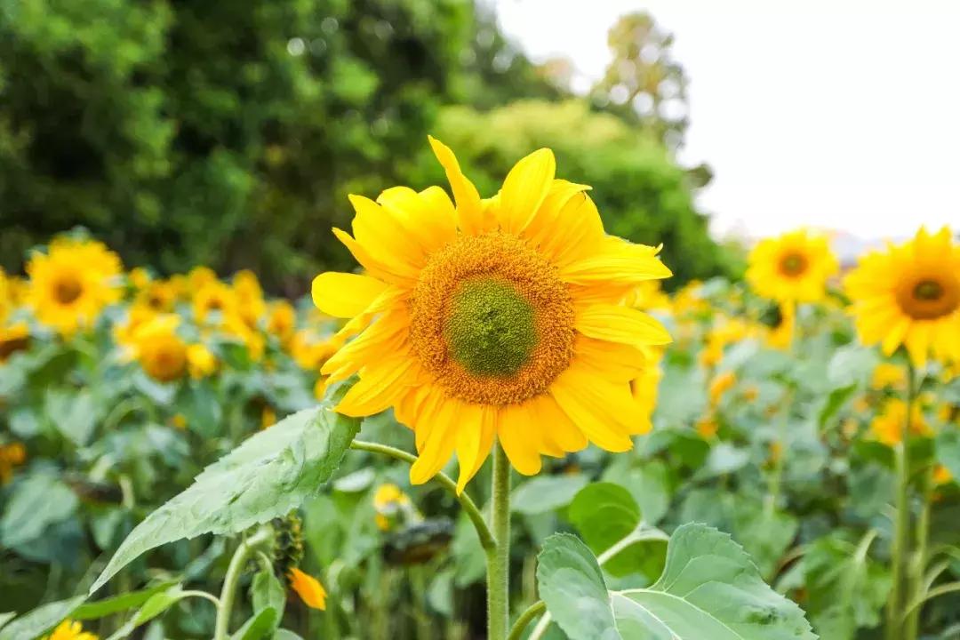 深圳向世界发出邀请,向世界推介深圳