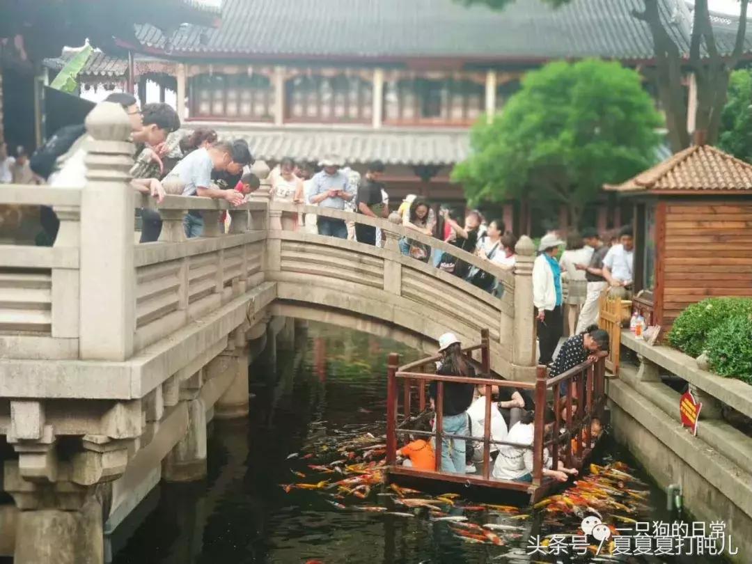 一只狗的旅游记,一只狗去洛阳旅游