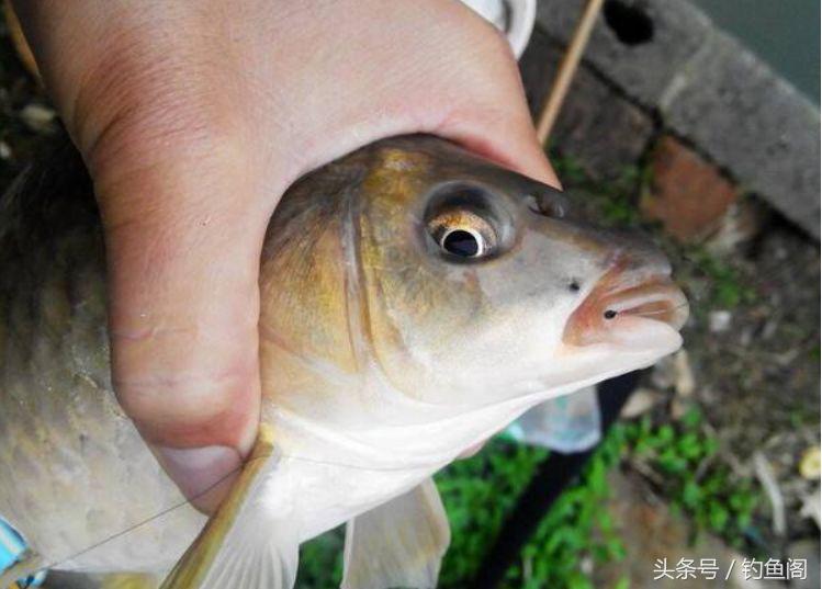 鱼总是浮在水面不动怎么钓,鱼起浮到水面了怎么钓