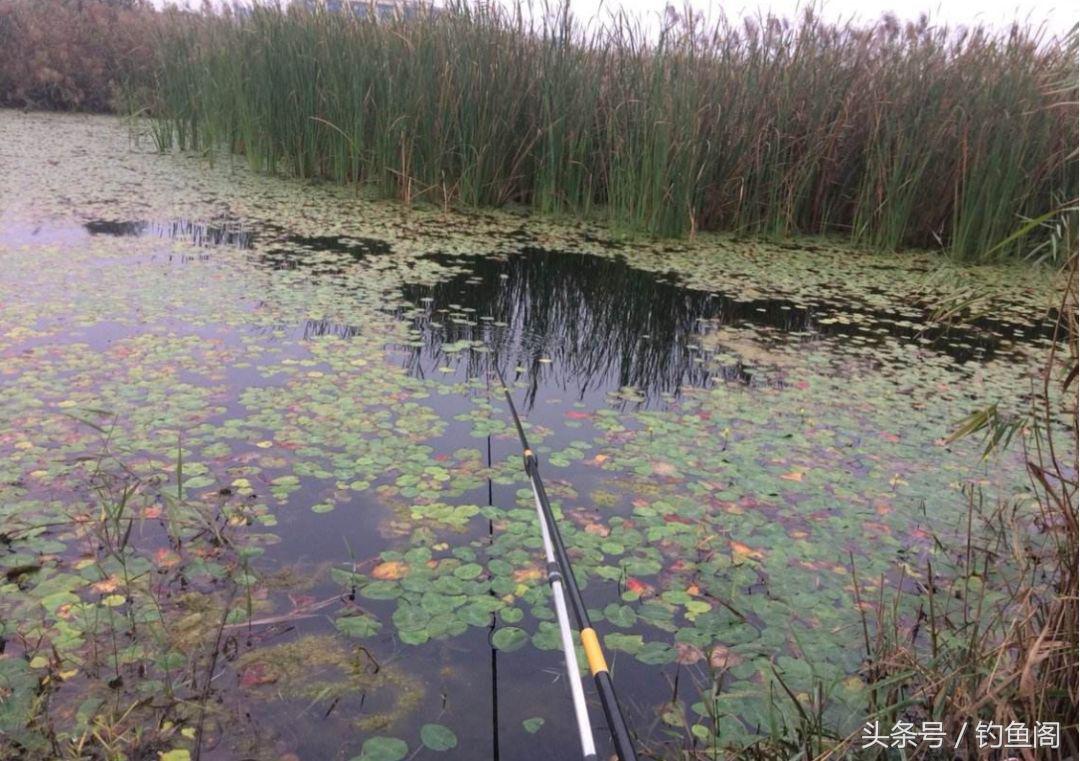 鱼总是浮在水面不动怎么钓,鱼起浮到水面了怎么钓