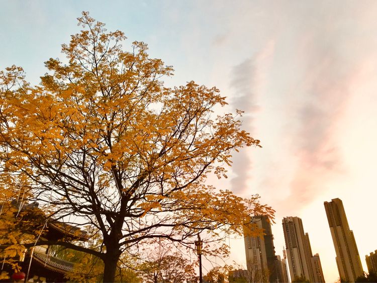 秋到上阳宫，黄叶蓝天高宫阙，皇帝都赞的美景，免费你都没去看？