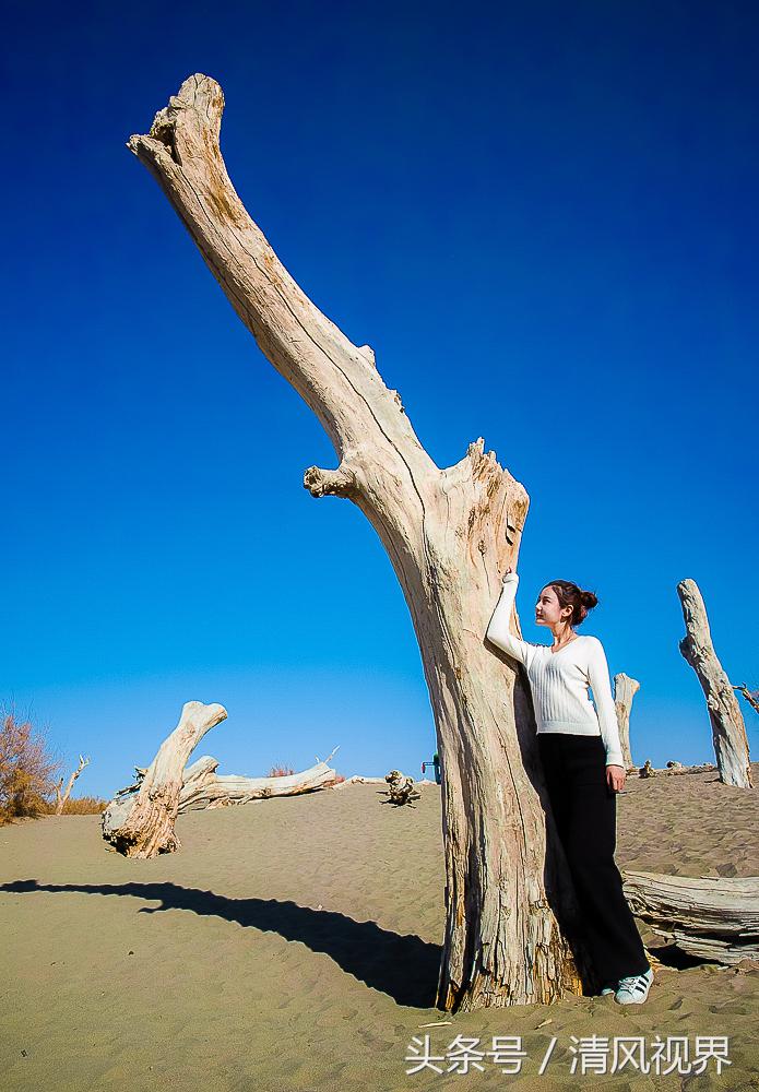 三千年守候额济纳完整版,大美金塔胡杨林