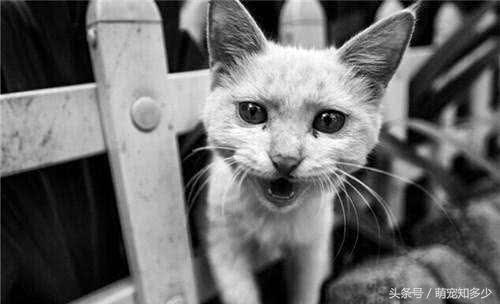 为什么有人说狂犬病可以治好,为什么说狂犬病发作后无药可救