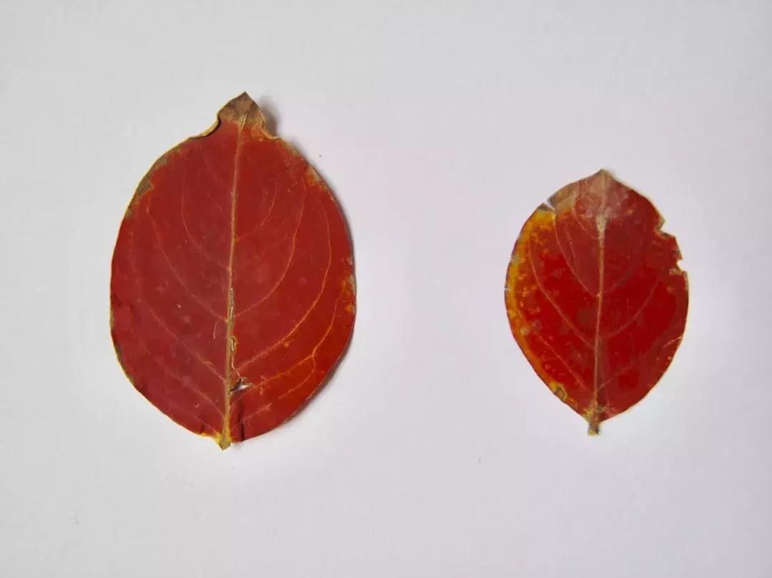 西山森林公园秋季爬山攻略,秋天西山国家森林公园