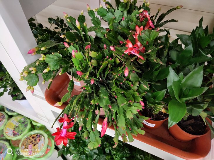 努比亚双摄旗舰曲面屏,努比亚x双屏测评