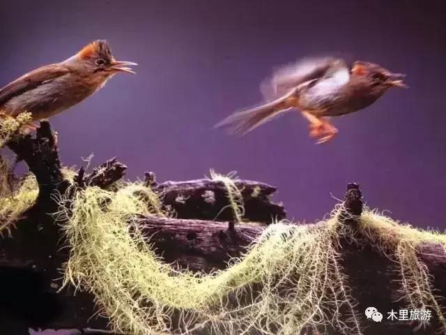 大美凉山木里,带你看大美凉山