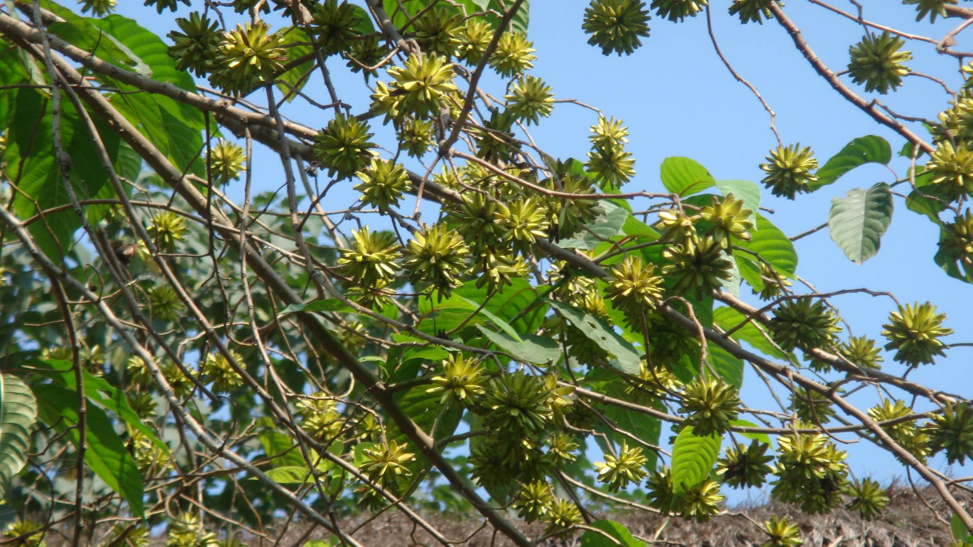 中药喜树的图片和别名 (喜树的简介)