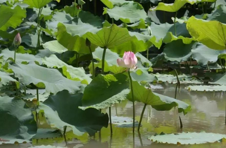 红蓝绿黑你喜欢什么色,红绿蓝清新配色