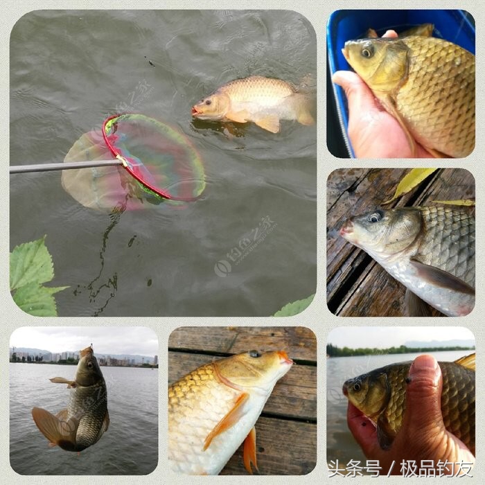 野钓红虫颗粒使用方法,冬季红虫野钓鲫鱼技巧