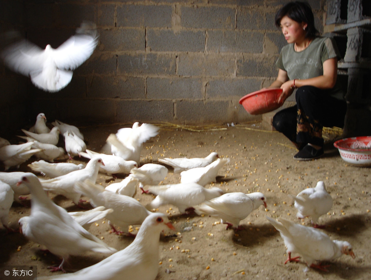鸽子到底怎么养,养鸽子搭棚技巧