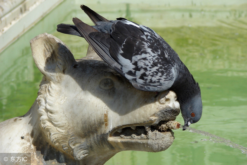杀鸽子为什么要闷死,杀鸽子有什么避讳的