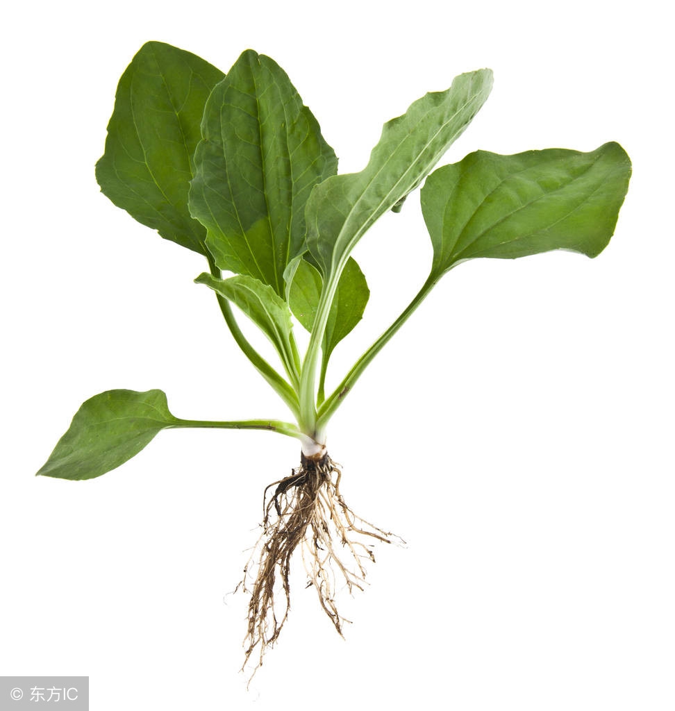 整合——28种青草药,赶快收藏备用!