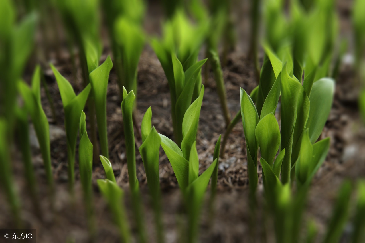 玉米种子大小不一，是不是有问题？今年买种子，一定看仔细！