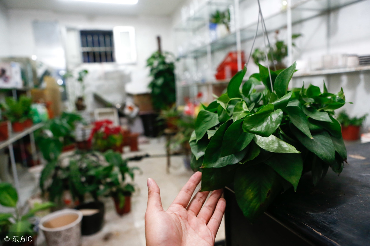 50种常见的球根花卉图片香雪兰,办公室常见花卉