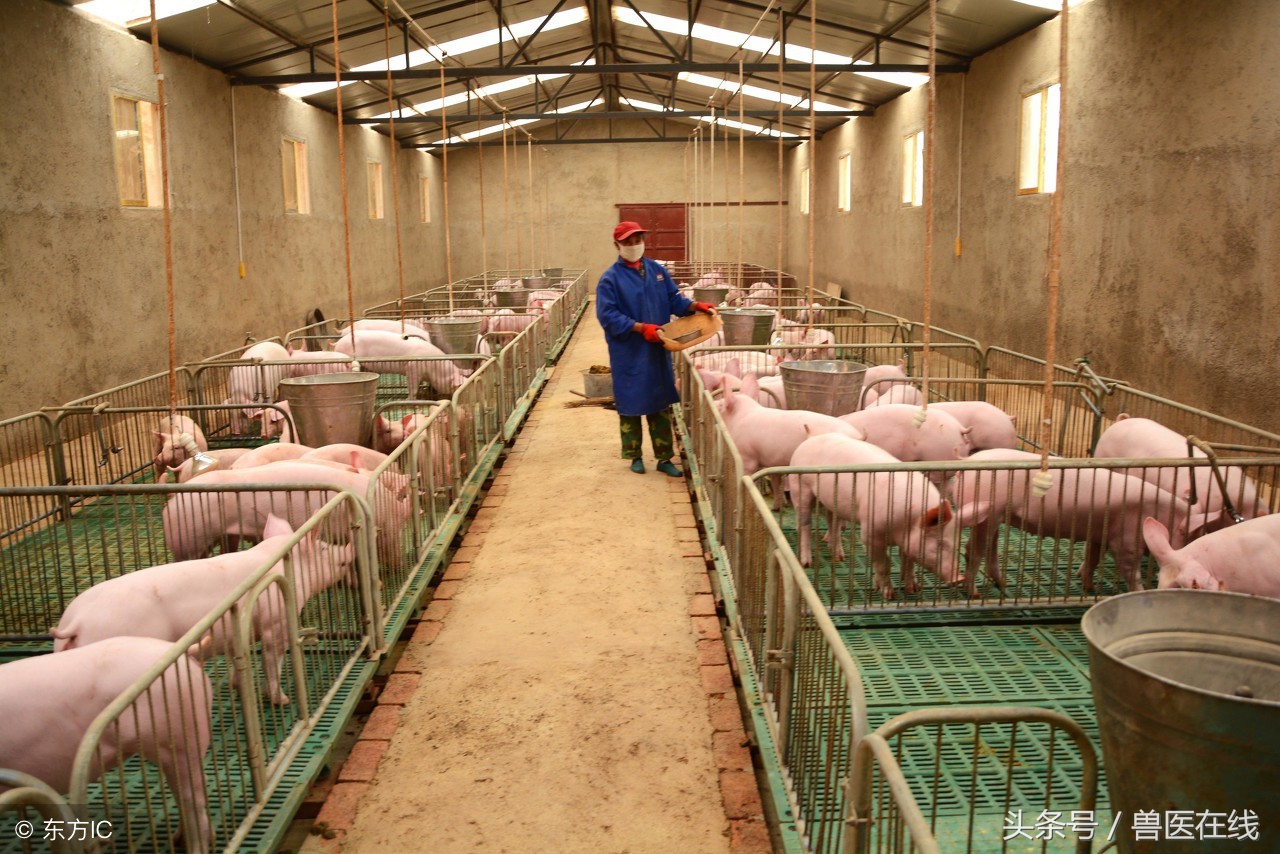 150斤左右的猪拉血是什么原因,猪拉血好治吗