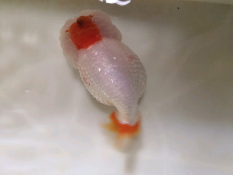 左氧氟沙星能治金鱼炸鳞病吗,治疗金鱼炸鳞最有效的办法