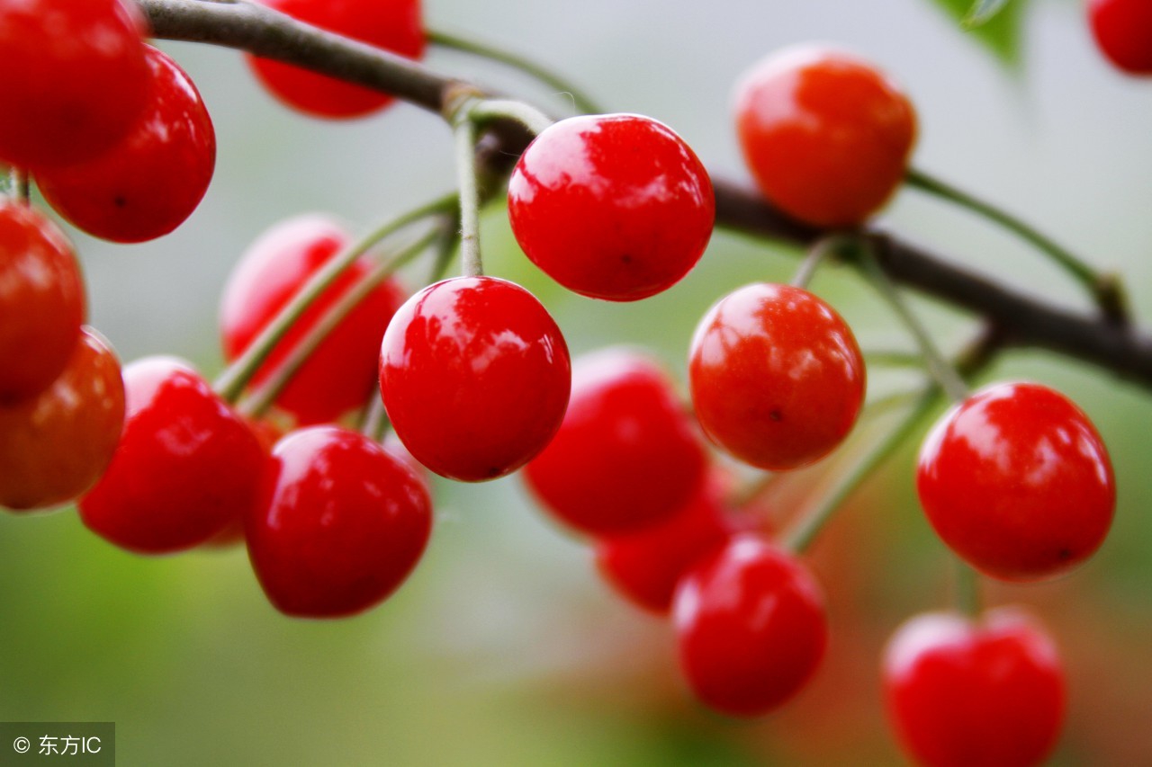 樱桃物流如何包装,樱桃电商怎么做