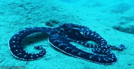 高智商章鱼作为宠物有多恐怖 (章鱼产卵后的死亡无法避免吗)