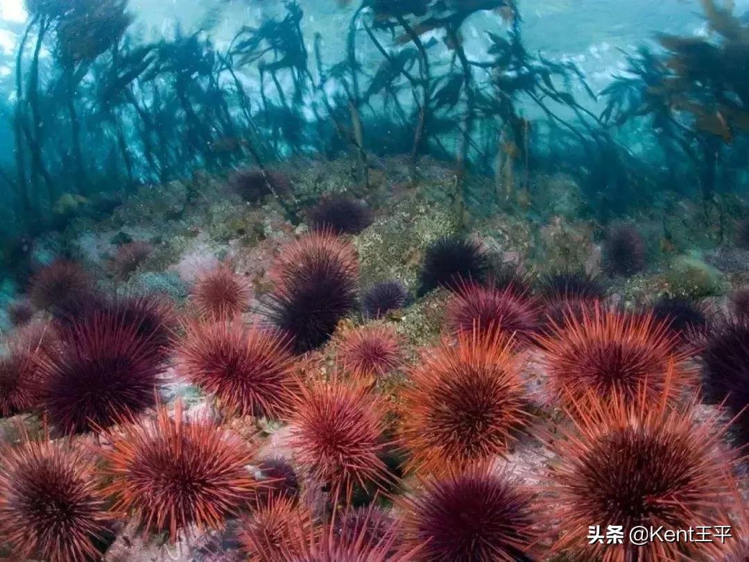 海里的粑粑,海里有粪便吗